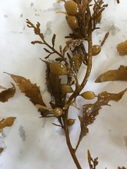 Sargassum sinclairii
