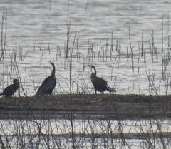 Anhinga melanogaster