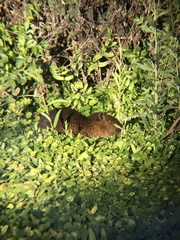 Myocastor coypus
