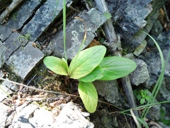 Tephroseris subscaposa