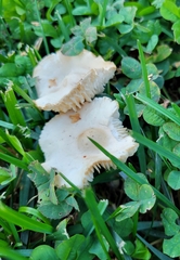 Agaricales