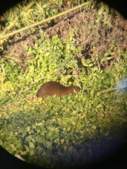 Myocastor coypus