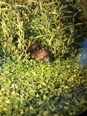 Myocastor coypus