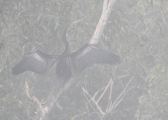 Anhinga melanogaster