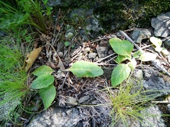 Tephroseris subscaposa