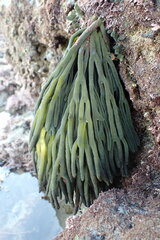 Codium fragile