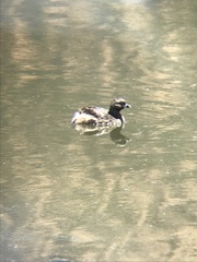Podilymbus podiceps