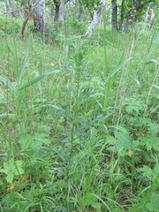 Thalictrum amurense
