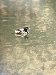 Podilymbus podiceps
