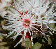 Kunzea pomifera