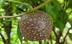 Dioscorea bulbifera