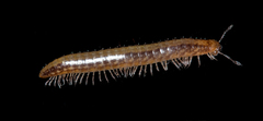 Cleidogona