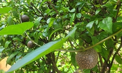 Dioscorea bulbifera