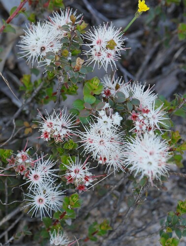 Kunzea pomifera F.Muell.