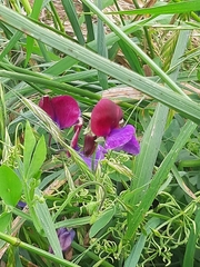 Lathyrus odoratus