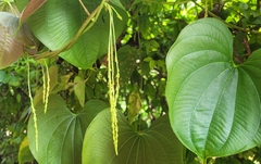 Dioscorea bulbifera