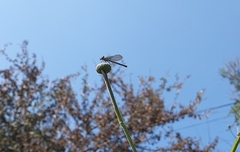 Argia immunda
