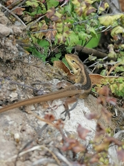 Liolaemus chiliensis