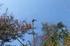 Argia immunda