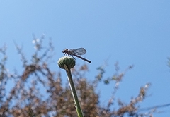 Argia immunda