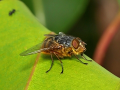 Calliphora hilli