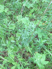 Thalictrum amurense