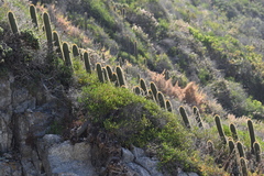 Trichocereus chiloensis litoralis