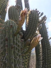 Trichocereus chiloensis chiloensis