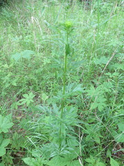 Thalictrum amurense