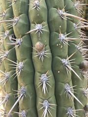 Trichocereus chiloensis chiloensis