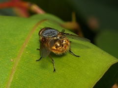 Calliphora hilli