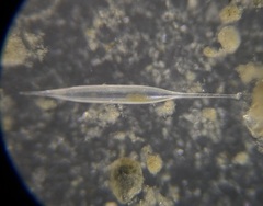 Hyalinonetrion gracillimum