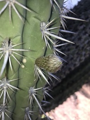 Trichocereus chiloensis chiloensis