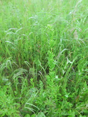 Thalictrum amurense