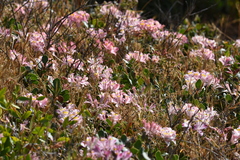 Alstroemeria hookeri hookeri