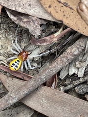 Poecilothomisus speciosus