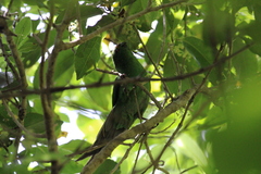 Cyanoramphus malherbi