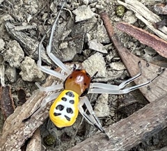 Poecilothomisus speciosus