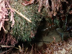 Phyllospadix torreyi