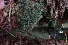 Phyllospadix torreyi