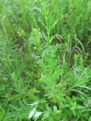 Thalictrum amurense