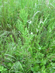 Thalictrum amurense