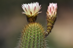 Trichocereus chiloensis litoralis