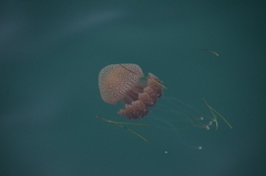 Phyllorhiza punctata