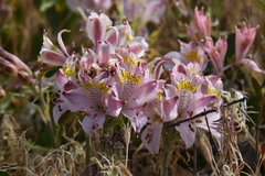 Alstroemeria hookeri hookeri
