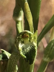 Chloraea cylindrostachya