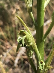 Chloraea cylindrostachya