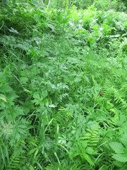 Thalictrum amurense