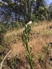 Chloraea cylindrostachya