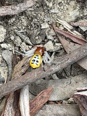 Poecilothomisus speciosus